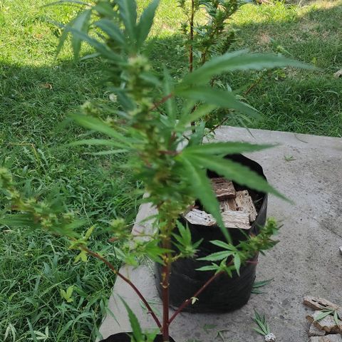 Genética desconocida growlog photo: poda y vauveria, en una semana se meten adentro