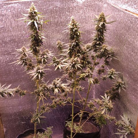 Genética desconocida growlog photo: a 3 días de su corte. ya no hay más ferti, y solo agua. 