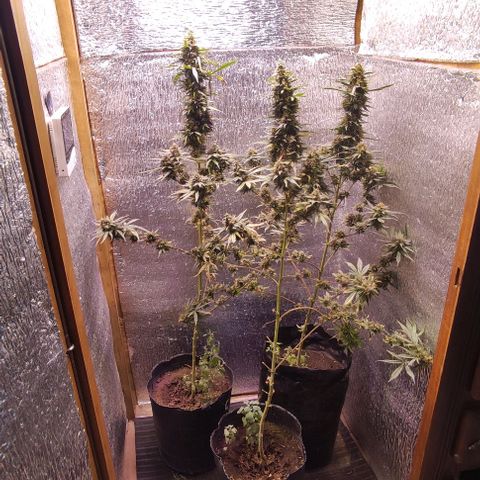 Genética desconocida growlog photo: a 3 días de su corte. ya no hay más ferti, y solo agua. 