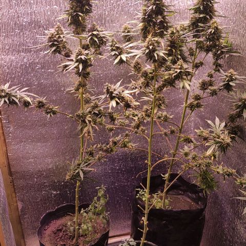 Genética desconocida growlog photo: a 3 días de su corte. ya no hay más ferti, y solo agua. 