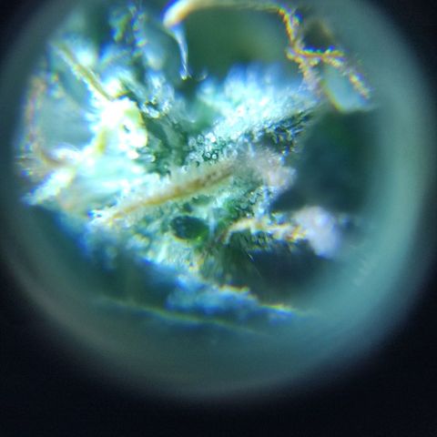 Genética desconocida growlog timeline photo
