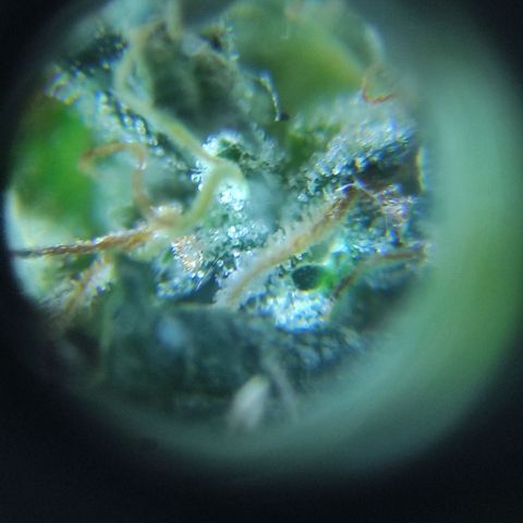 Genética desconocida growlog timeline photo