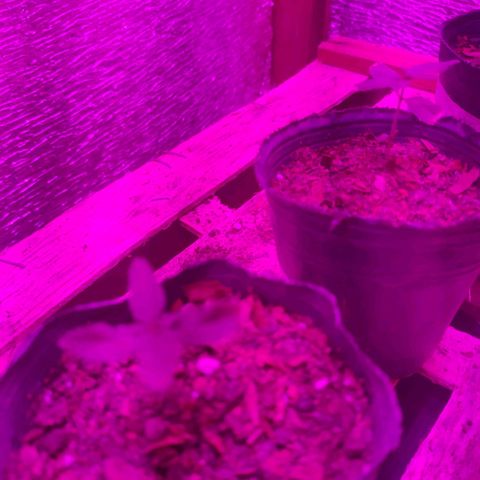 Candy Kush growlog timeline photo