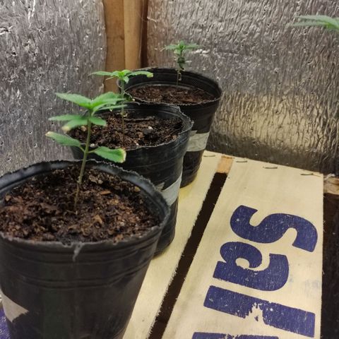 Candy Kush growlog timeline photo