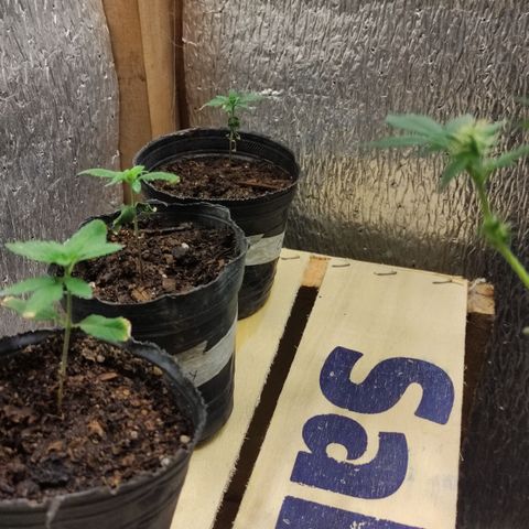 Candy Kush growlog timeline photo