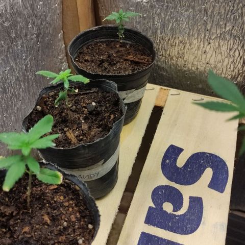 Candy Kush growlog timeline photo