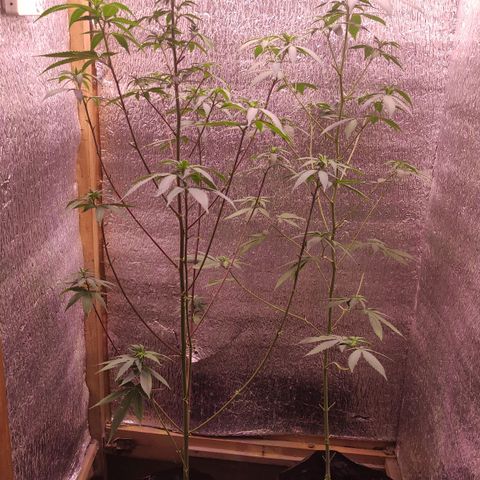 Candy Kush growlog timeline photo
