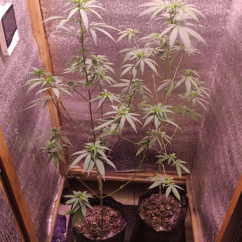 Candy Kush growlog timeline photo