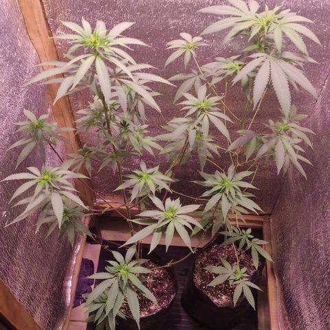 Candy Kush growlog timeline photo