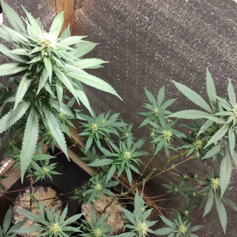 Candy Kush growlog timeline photo
