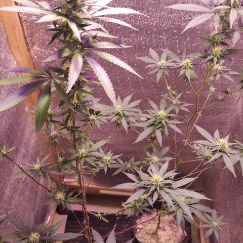 Candy Kush growlog timeline photo