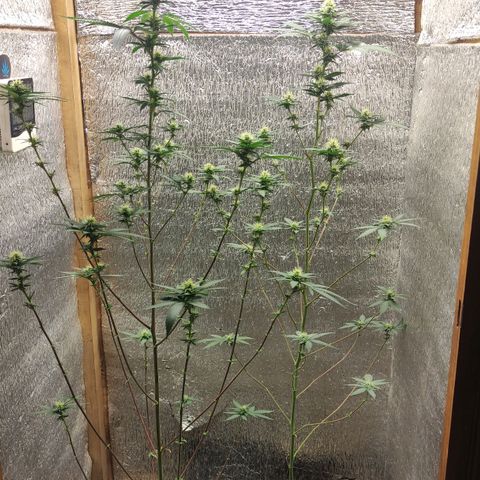 Candy Kush growlog timeline photo