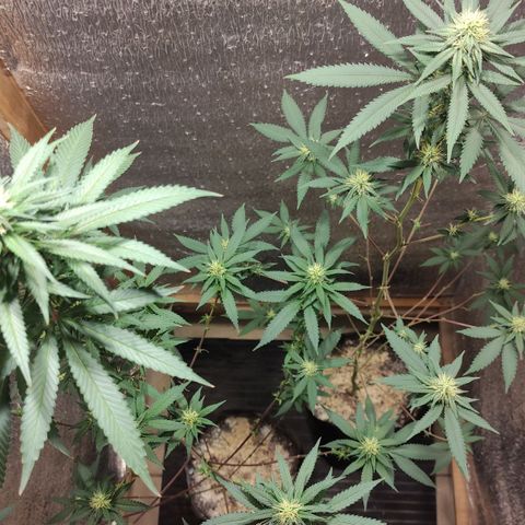 Candy Kush growlog timeline photo