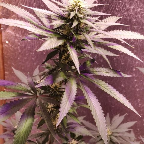 Candy Kush growlog timeline photo