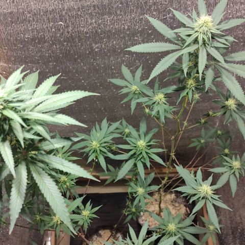 Candy Kush growlog timeline photo