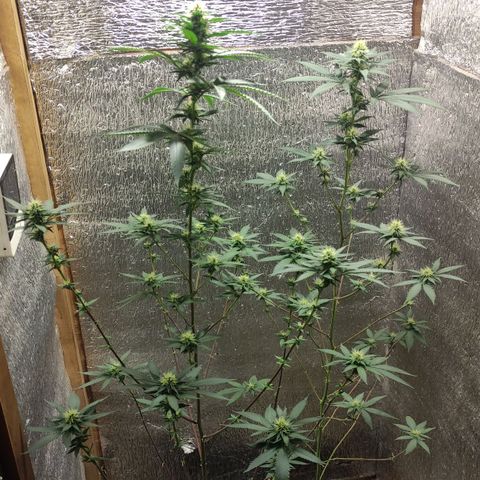 Candy Kush growlog timeline photo