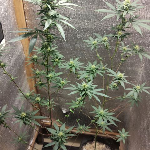 Candy Kush growlog timeline photo