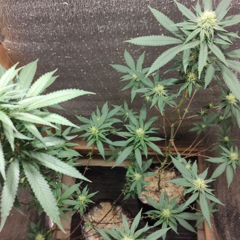 Candy Kush growlog timeline photo