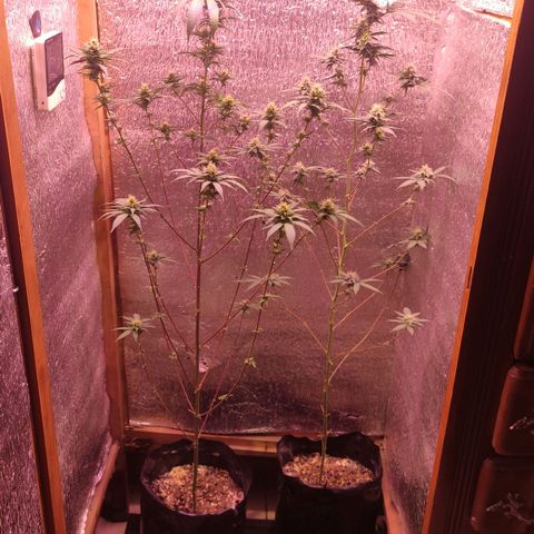 Candy Kush growlog timeline photo