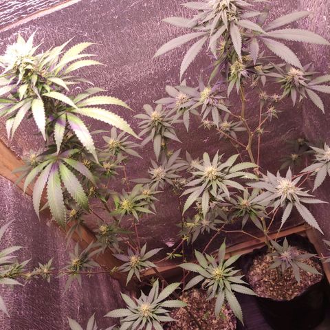 Candy Kush growlog timeline photo