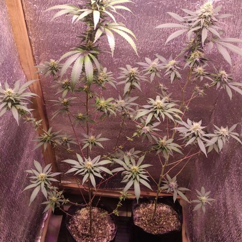 Candy Kush growlog timeline photo