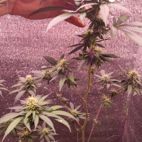 Candy Kush growlog timeline photo