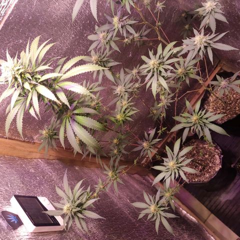 Candy Kush growlog timeline photo