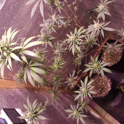 Candy Kush growlog timeline photo