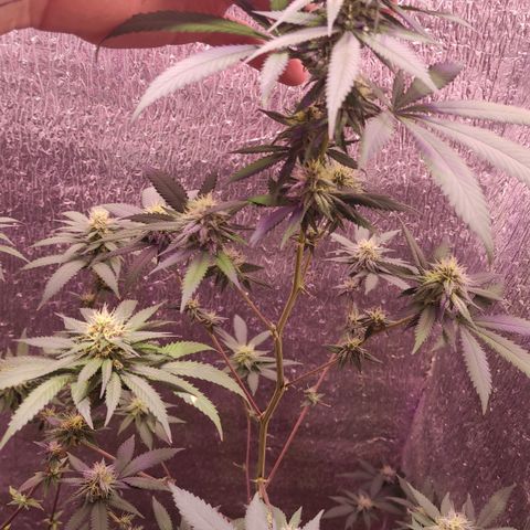 Candy Kush growlog timeline photo