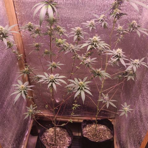 Candy Kush growlog timeline photo