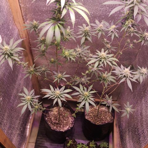 Candy Kush growlog timeline photo