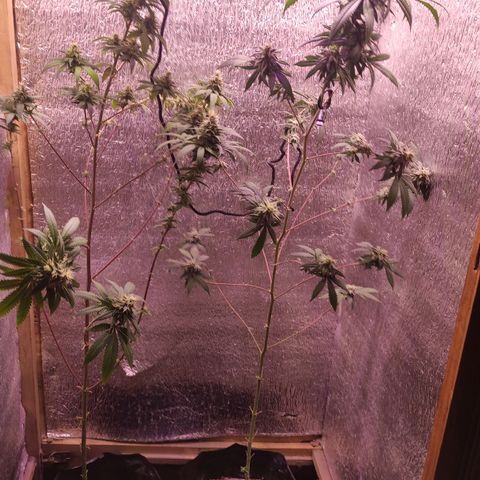 Candy Kush growlog timeline photo