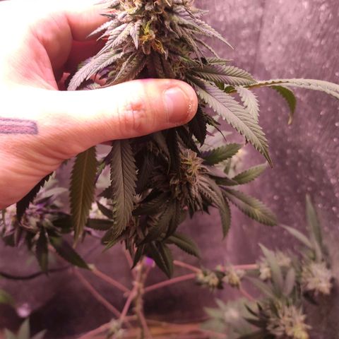 Candy Kush growlog timeline photo