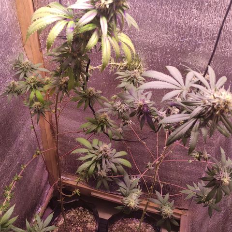 Candy Kush growlog timeline photo