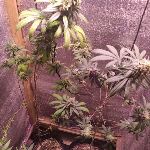 Candy Kush growlog timeline photo
