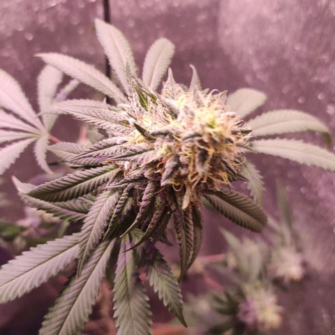 Candy Kush growlog timeline photo