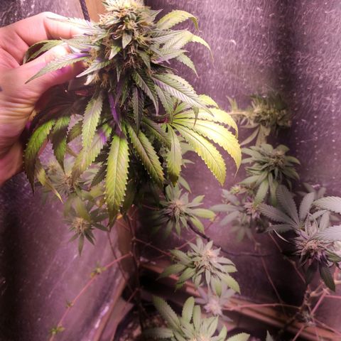 Candy Kush growlog timeline photo