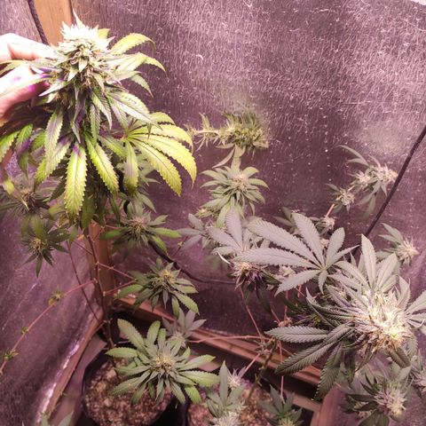 Candy Kush growlog timeline photo