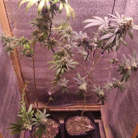 Candy Kush growlog timeline photo