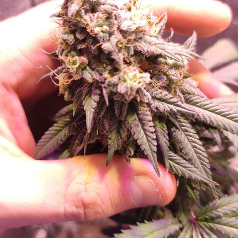 Candy Kush growlog timeline photo