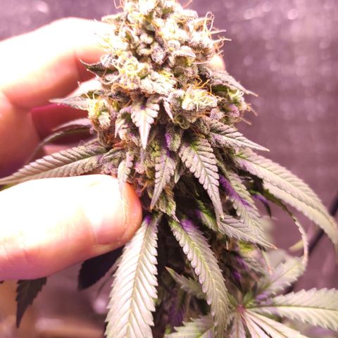 Candy Kush growlog timeline photo