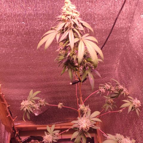 Candy Kush growlog timeline photo