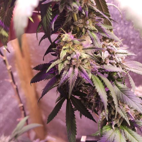 Candy Kush growlog timeline photo