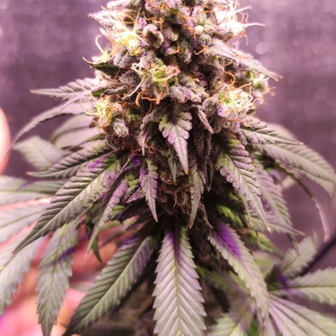 Candy Kush growlog timeline photo
