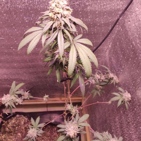 Candy Kush growlog timeline photo
