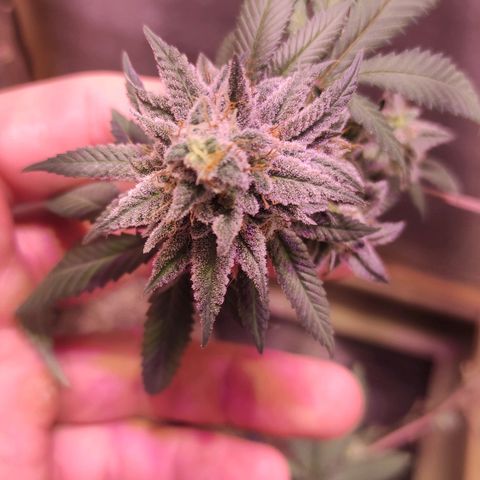 Candy Kush growlog timeline photo