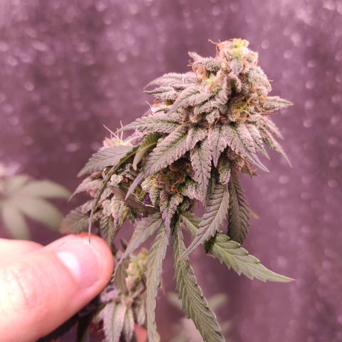 Candy Kush growlog timeline photo