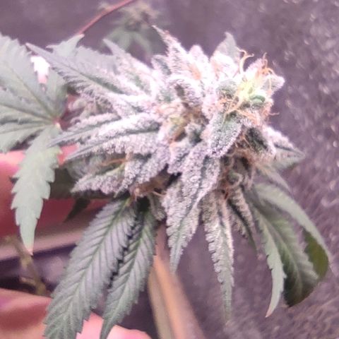 Candy Kush growlog timeline photo