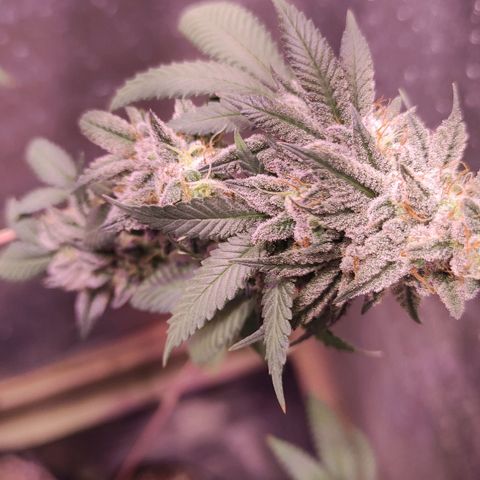 Candy Kush growlog timeline photo