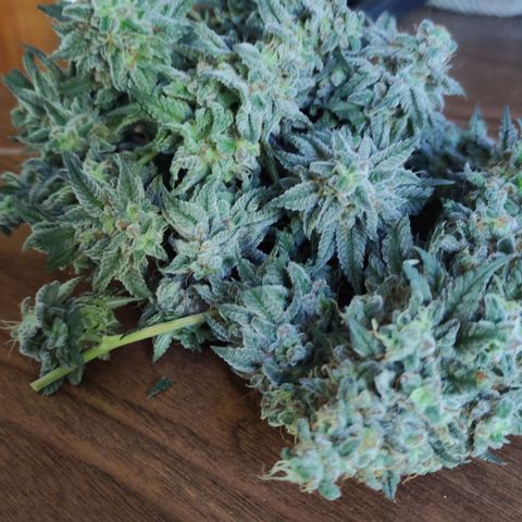 Candy Kush growlog photo: 62 días de flora 